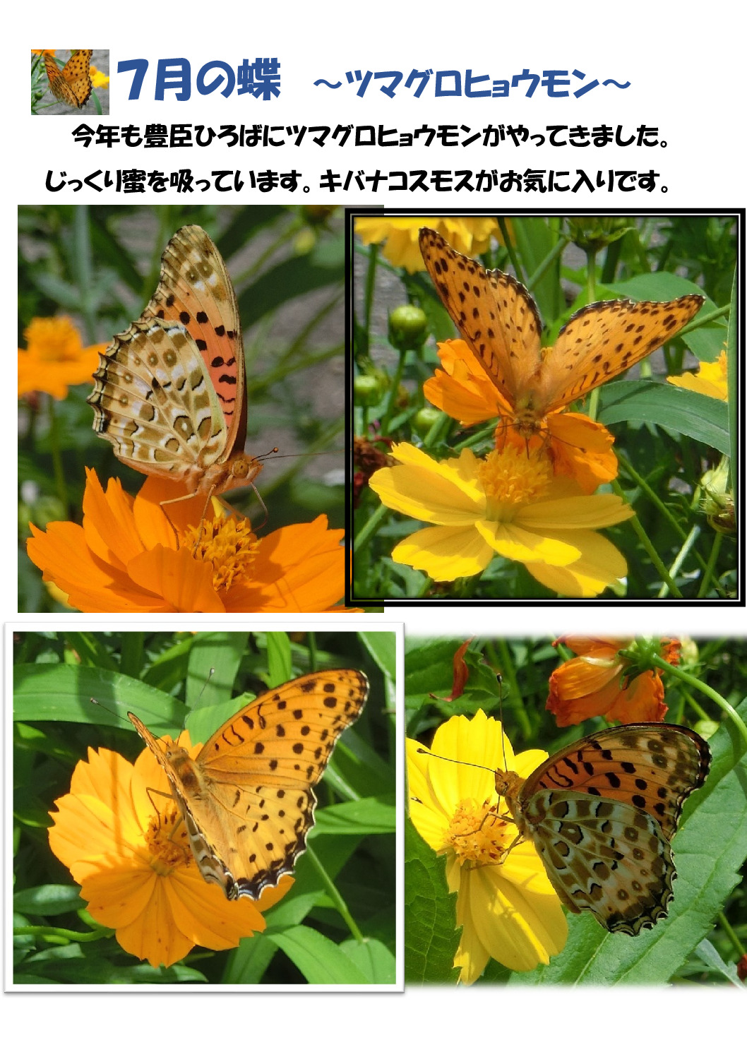 ７月の蝶２のサムネイル
