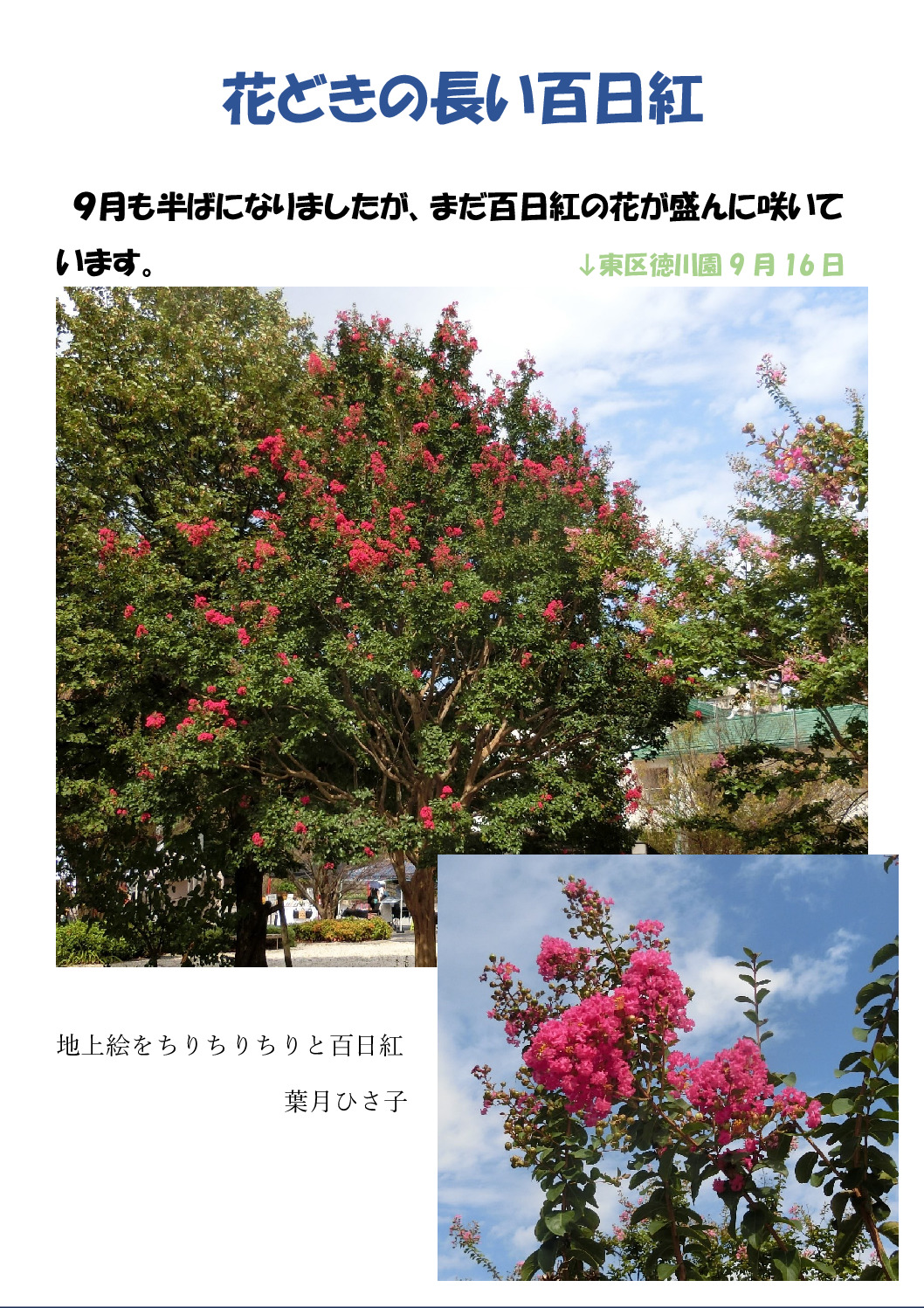 百日紅のサムネイル