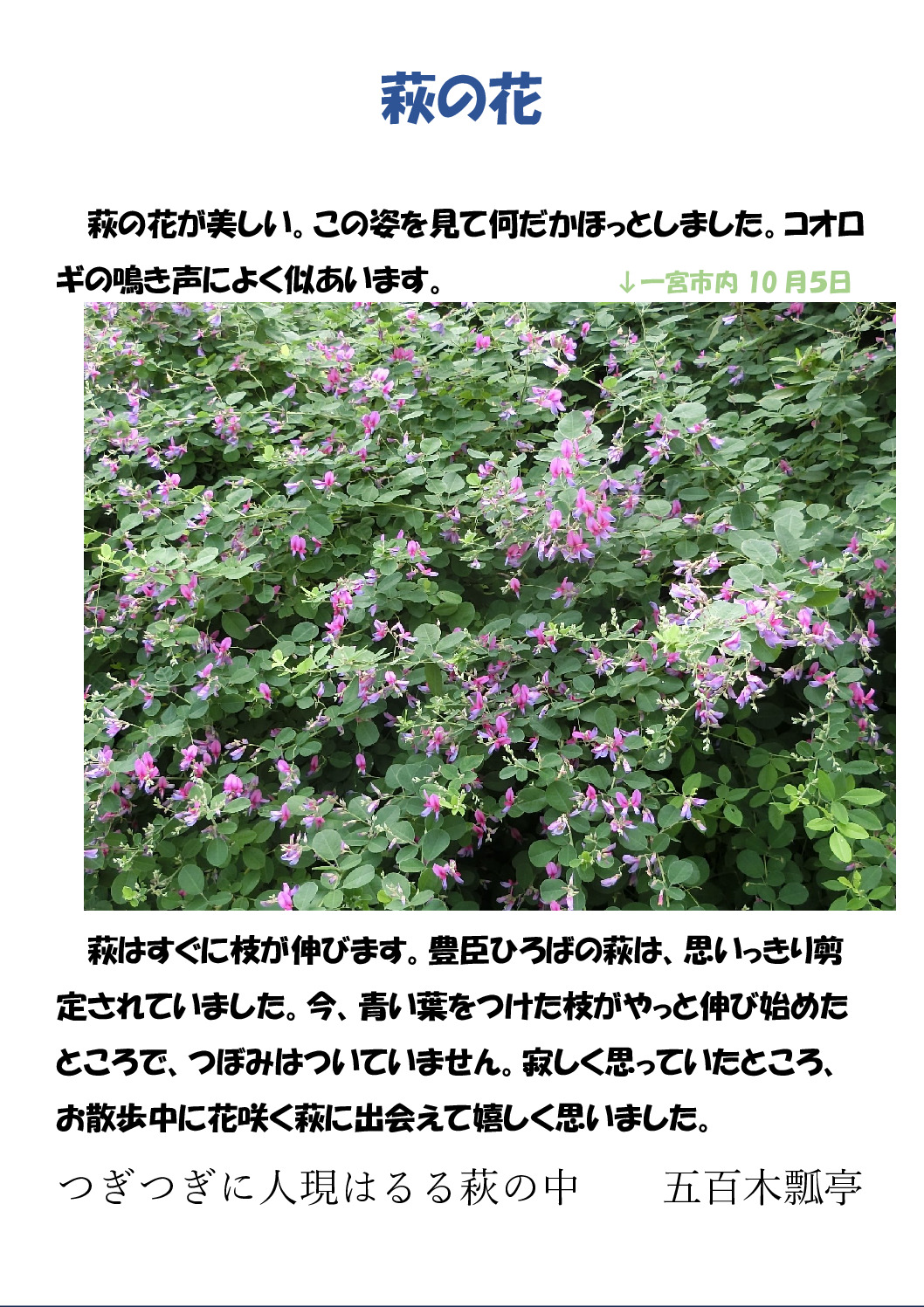 萩の花のサムネイル