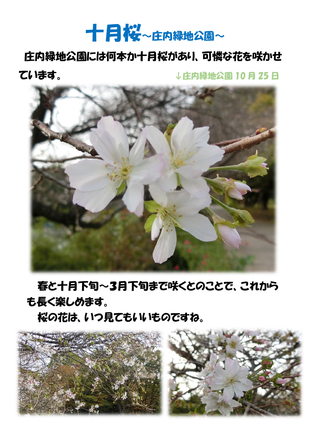 四季桜のサムネイル