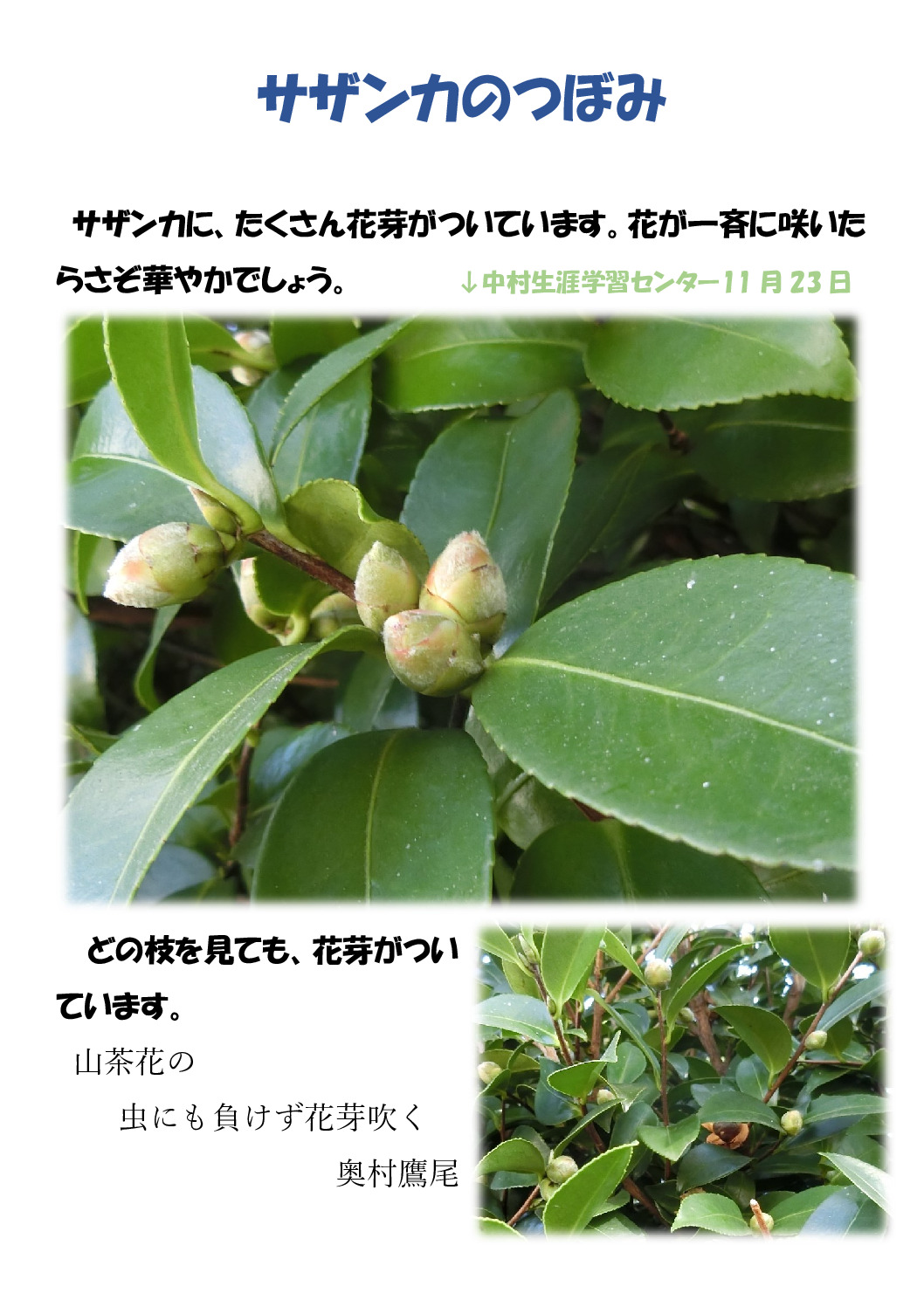 山茶花のサムネイル