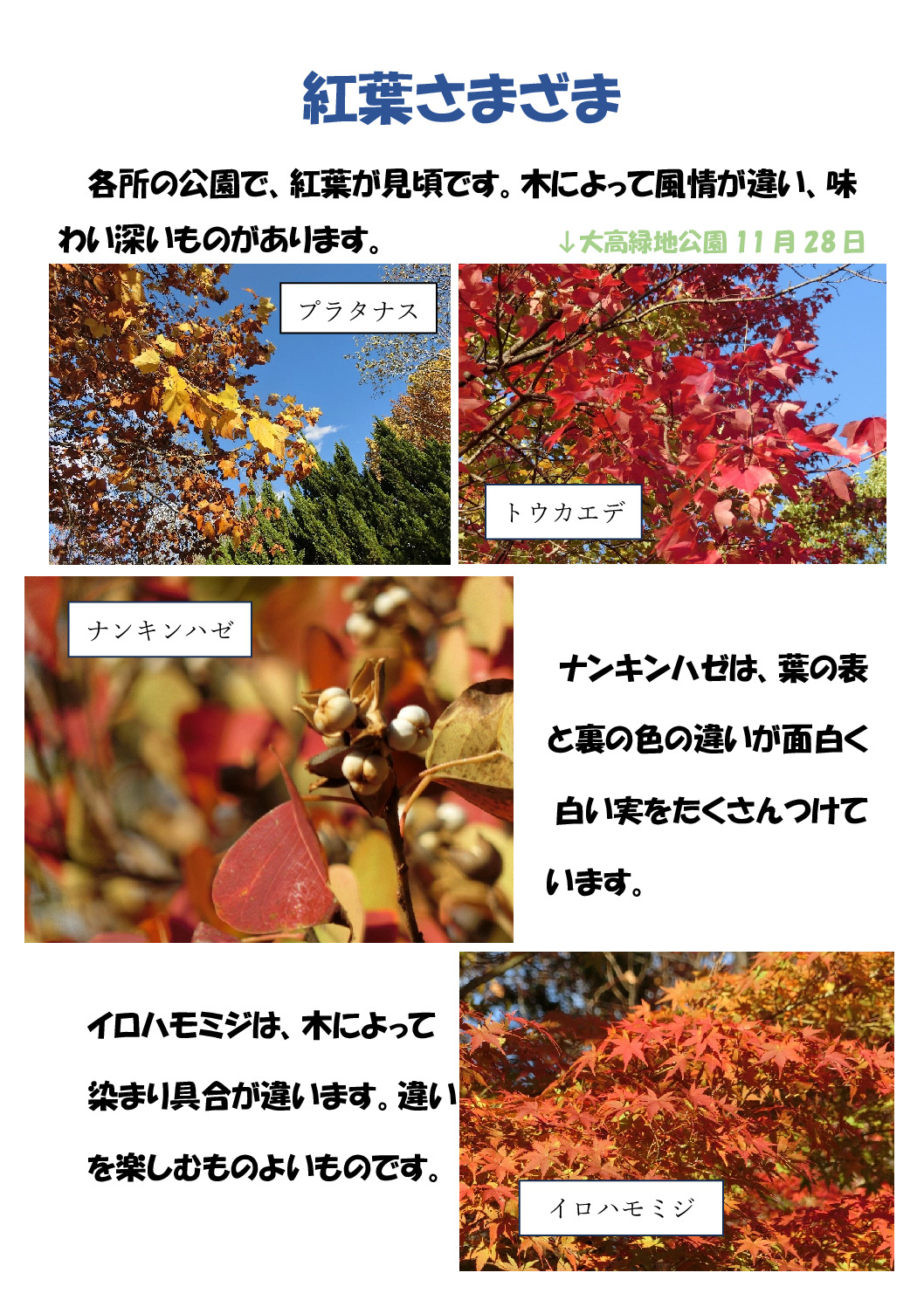 紅葉のサムネイル