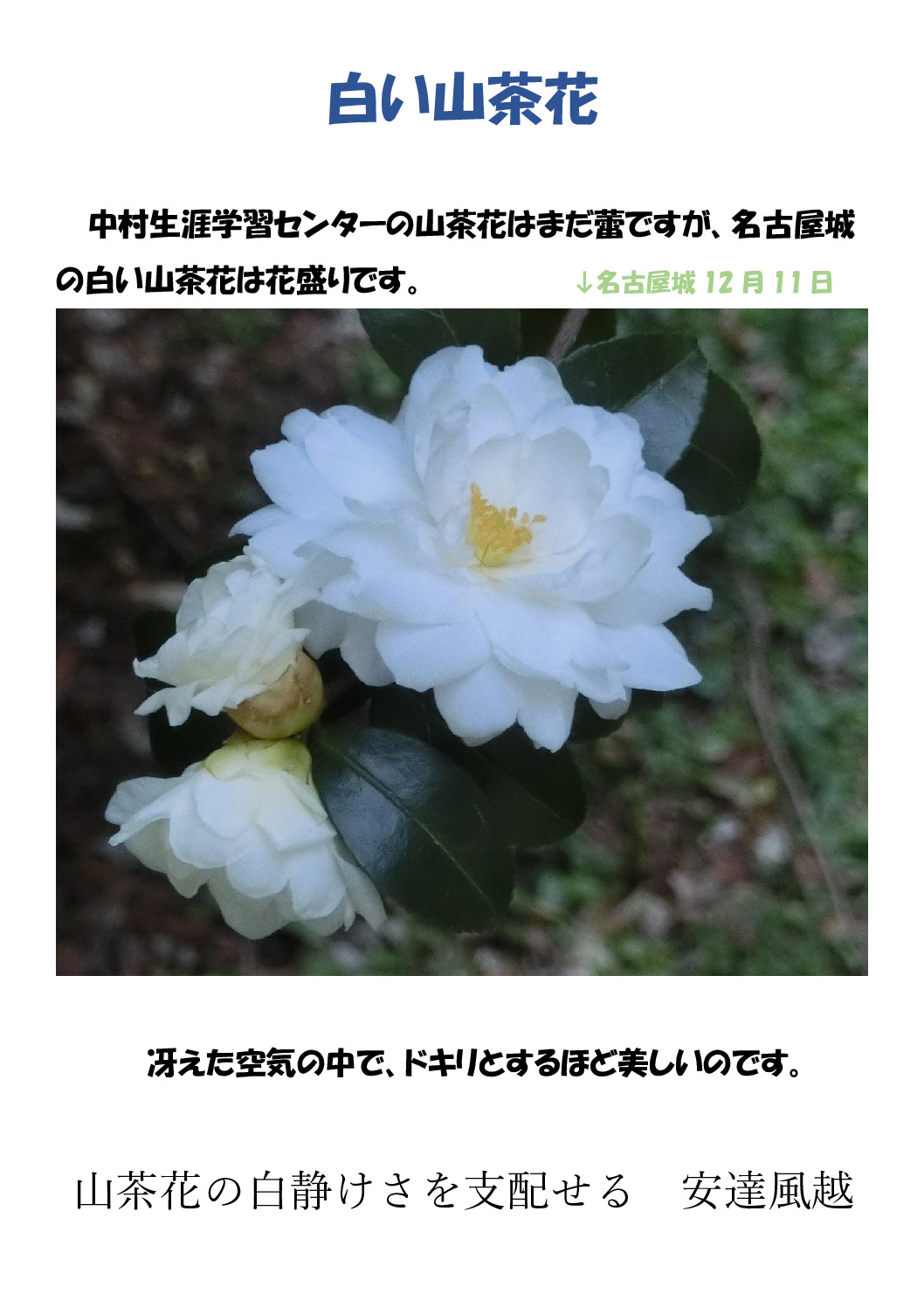 白い山茶花のサムネイル