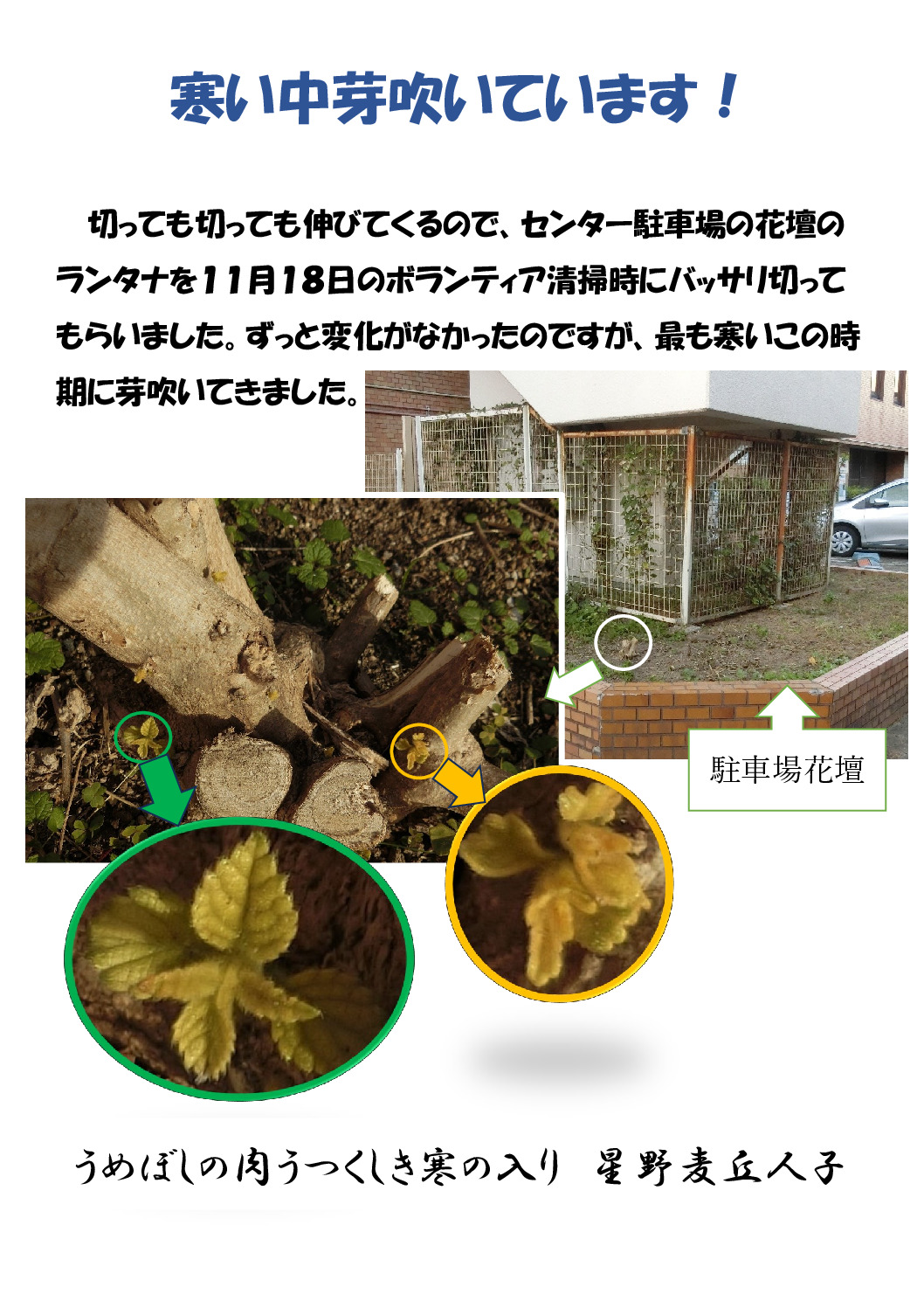 芽吹きのサムネイル