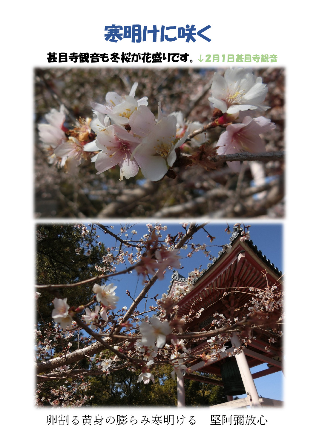 冬桜のサムネイル