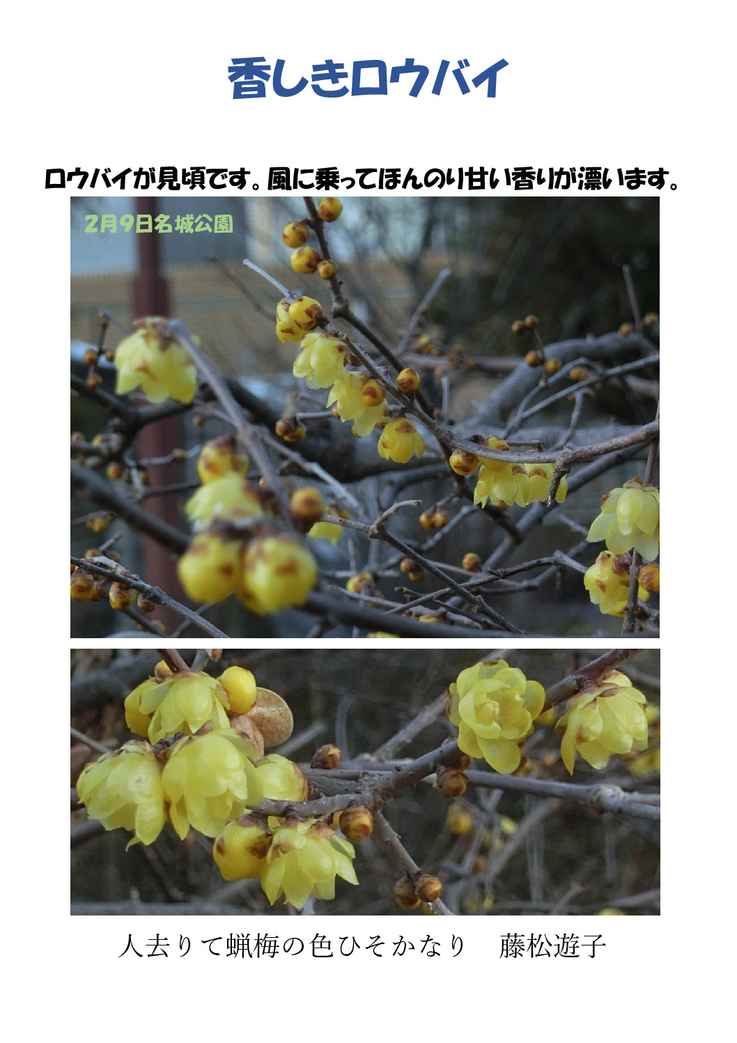 芳しきロウバイのサムネイル